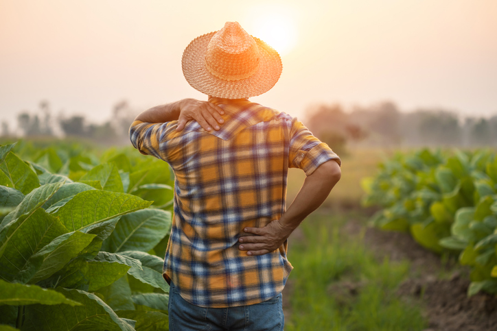 Injuries or Illnesses, that can happen to farmers while working. Man is using his hand to cover over waist because of hurt, pain or feeling ill. iStock 1475419250
